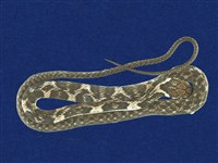 藏品(背稜蛇)的圖片